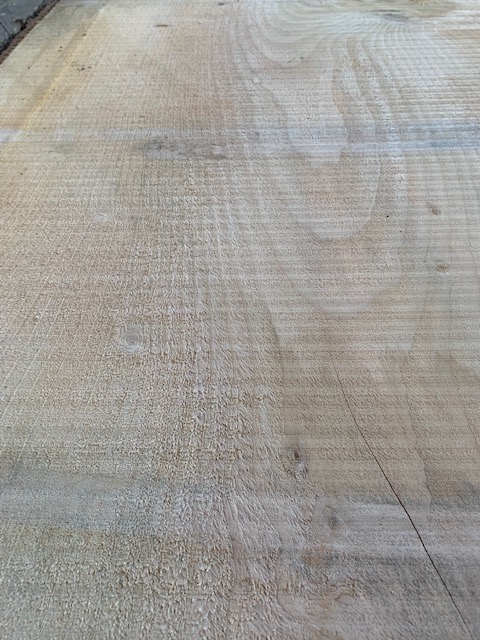 Cedar of Lebanon 03533