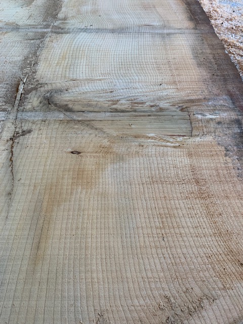 Cedar of Lebanon 03537
