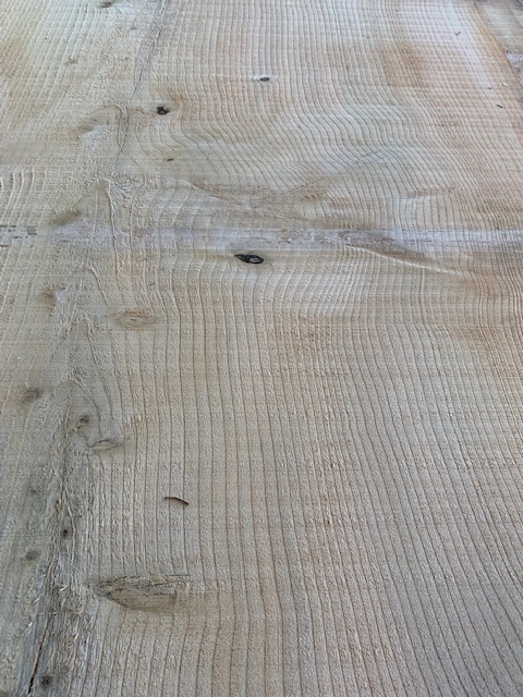 Cedar of Lebanon 03538