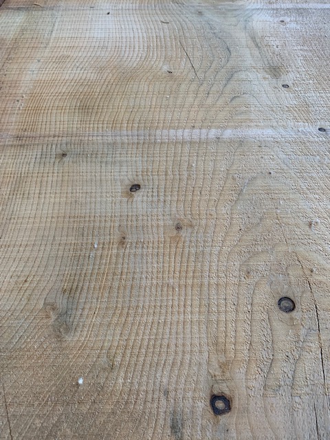 Cedar of Lebanon 03539