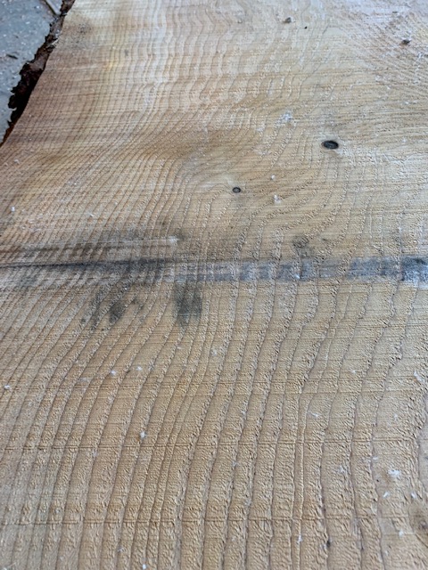 Cedar of Lebanon 03540