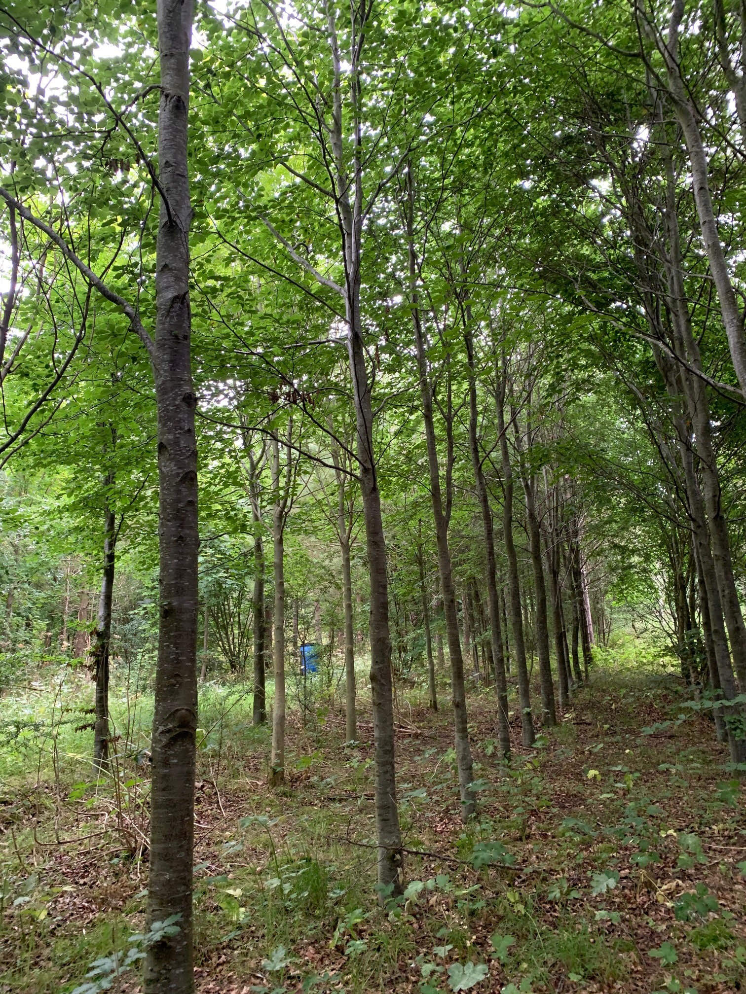 Evenly spaced 15–20-year-old beech trees forming a narrow woodland corridor, with managed understorey vegetation and a closed green canopy typical of early thicket-stage development.