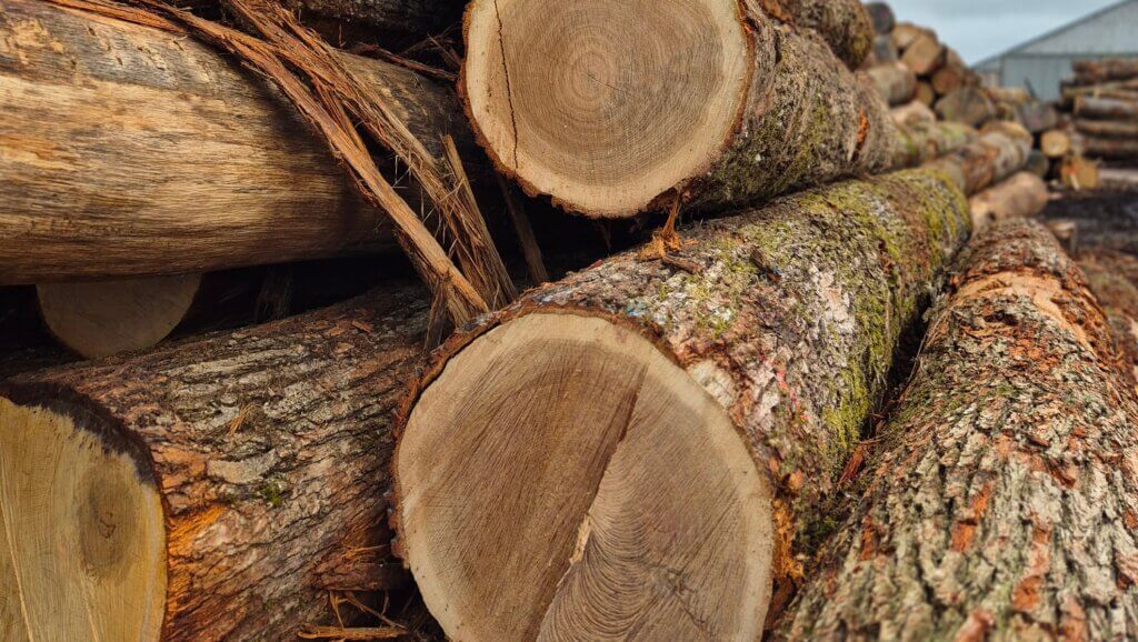 Timber logs close up, neatly stacked in the yard