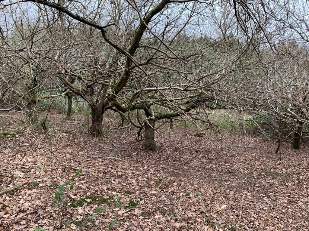 Overcrowded 20–25-year-old oak stand in winter, showing dense, contorted branching and minimal ground vegetation due to insufficient ground-storey control.