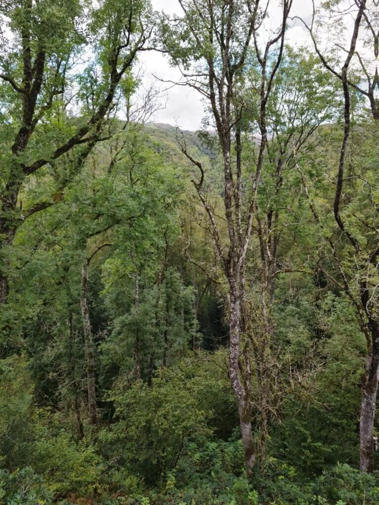 Mixed broadleaf woodland with ash and other species, featuring tall stems, partial canopy thinning, and dense understorey vegetation on a steep valley slope.