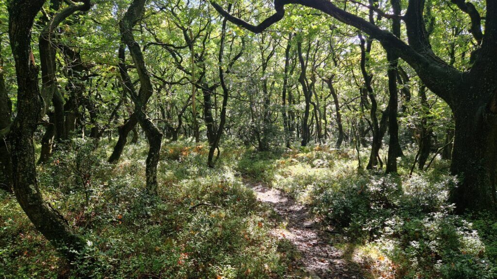 A mature oak woodland with irregular, moss-covered stems, a mixed understorey of shrubs and ground flora, and a narrow path running through the shaded, densely stocked stand.