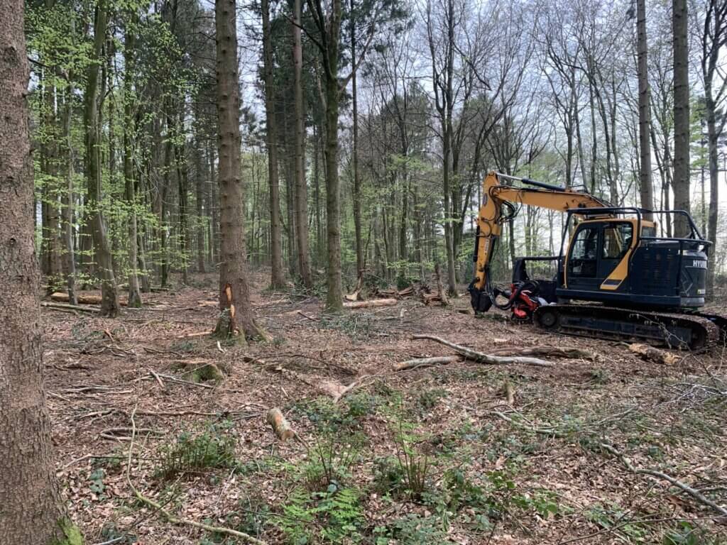 Tracked excavator with a harvesting head carrying out selective thinning in a mixed conifer–broadleaf stand, with brash and felled timber on the woodland floor as part of active forest management.
