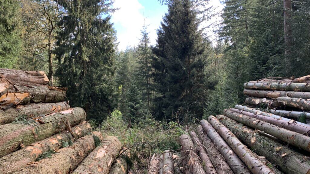 Managed UK conifer woodland with harvested logs stacked for processing, illustrating the role of productive forestry in strengthening the British timber supply chain.