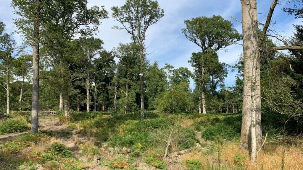 Oak trees in a woodlands, dry soil