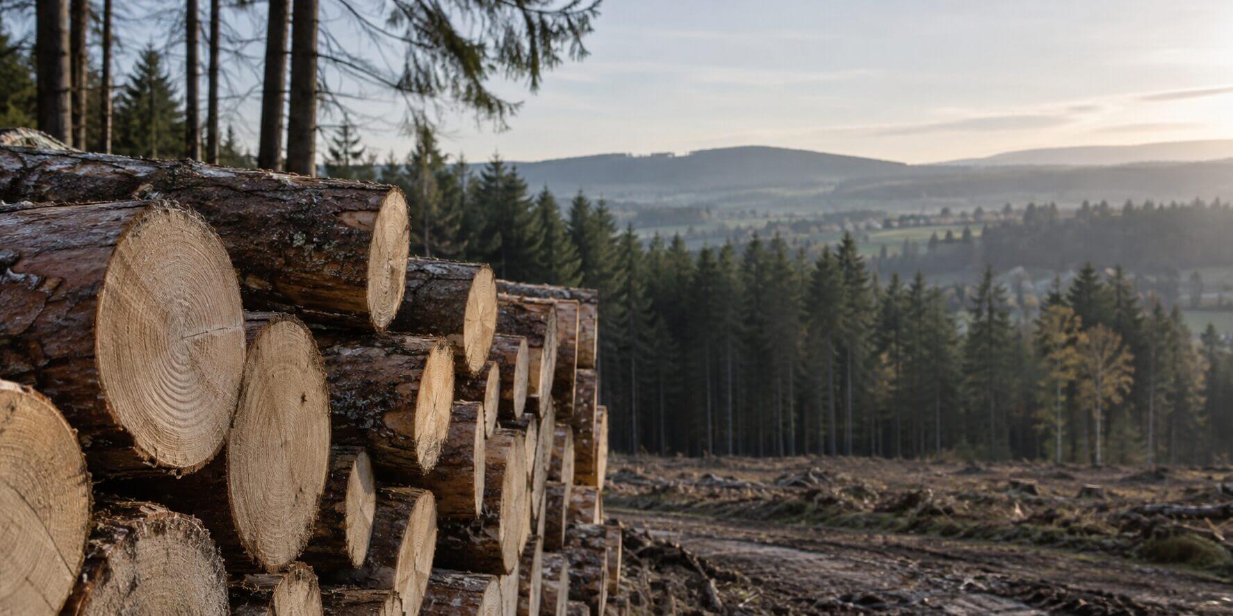 Timber log stack with a view for a woodland